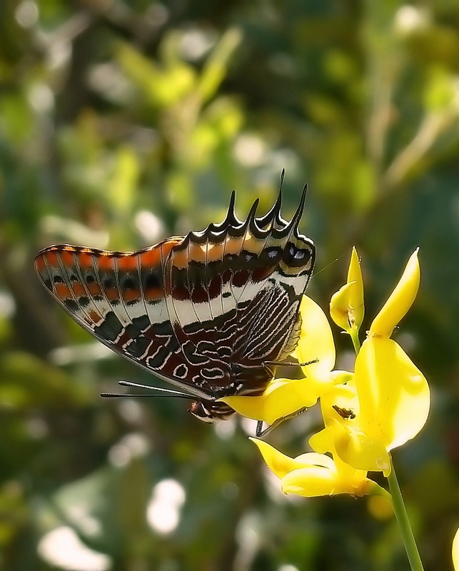 Charaxes: arrivederci al prossimo anno